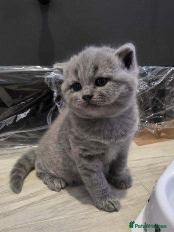 British Shorthair cats Beautiful BSH and BLH - Advert 3