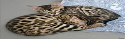 Bengal cats for sale: 2 Bengals available for adoption!  in London - Advert 1