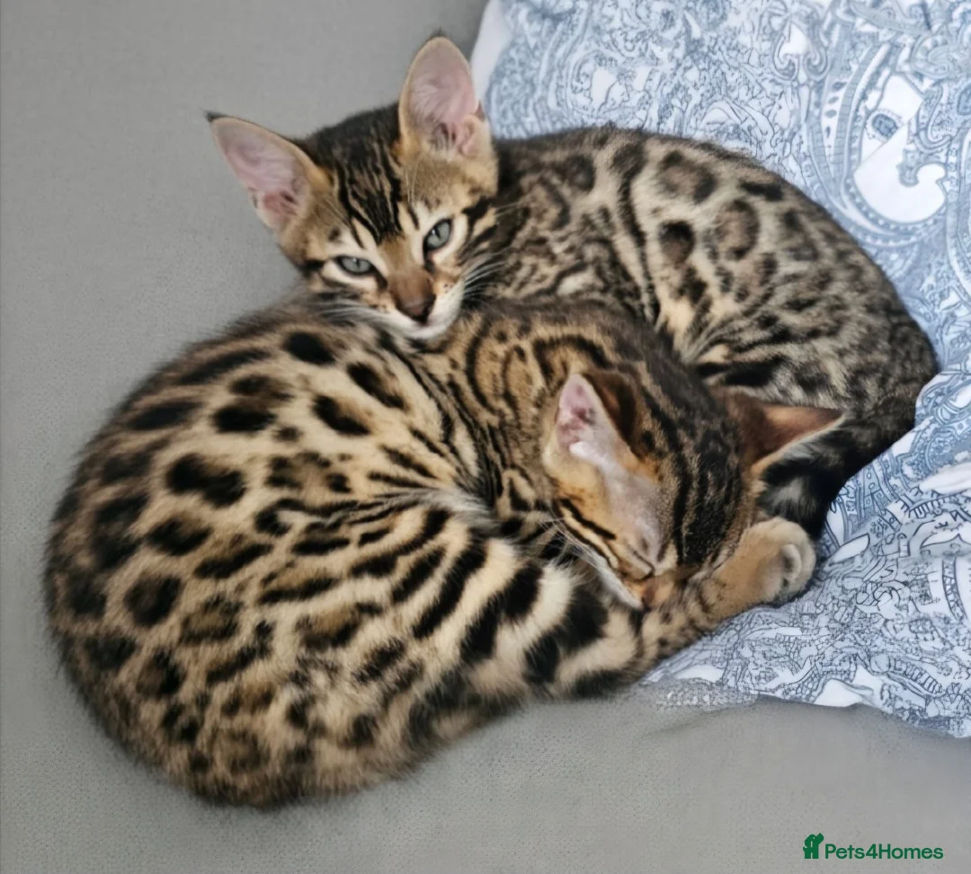 Bengal cats for sale: 2 Bengals available for adoption!  in London - Advert 1