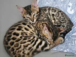 Bengal cats 2 Bengals available for adoption! - Advert 1