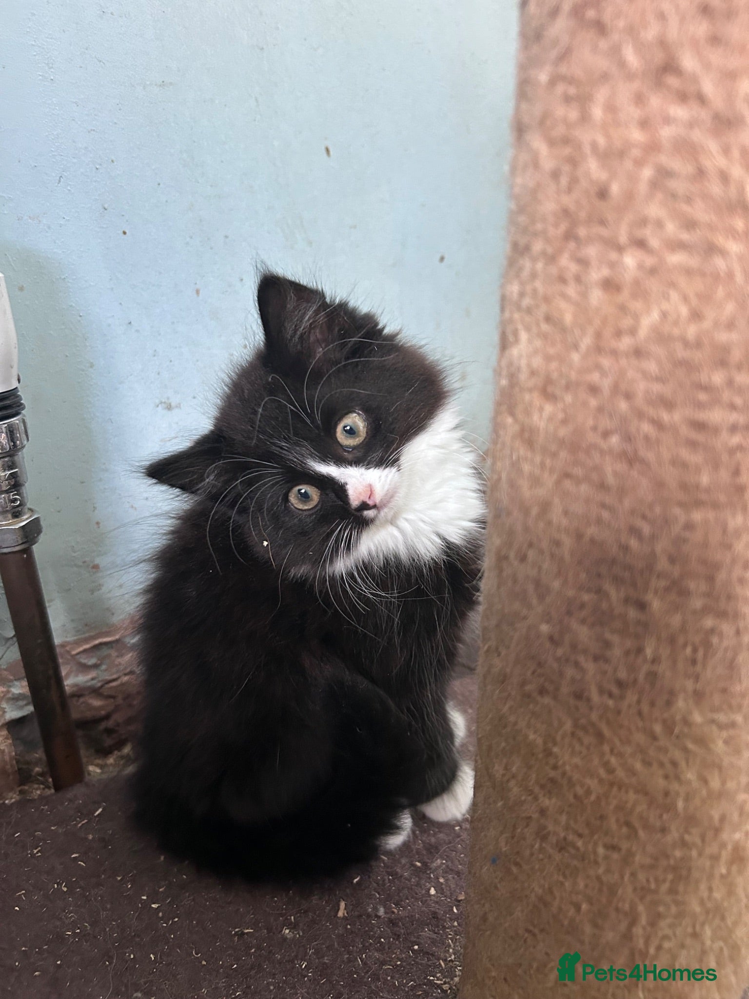 Mixed Breed cats Seven beautiful kittens  - Advert 2