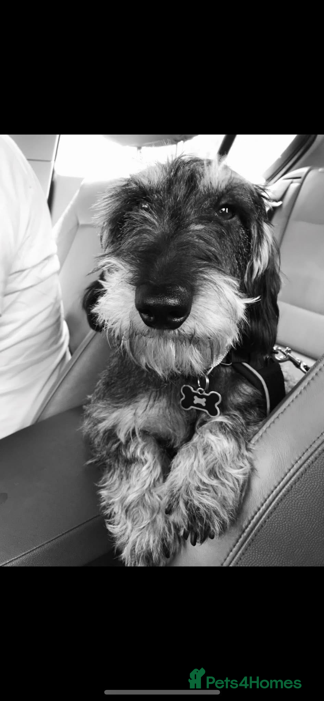 Dachshund dogs for sale: Herman Dachshund  - Image 2