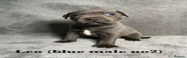 Leo (blue male no2)