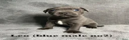 Staffordshire Bull Terrier dogs for sale: Billionaire bills pups  in Oldham - Advert 10