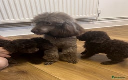 Cockapoo dogs for sale: Gorgeous F1B Cockapoo  - Image 3