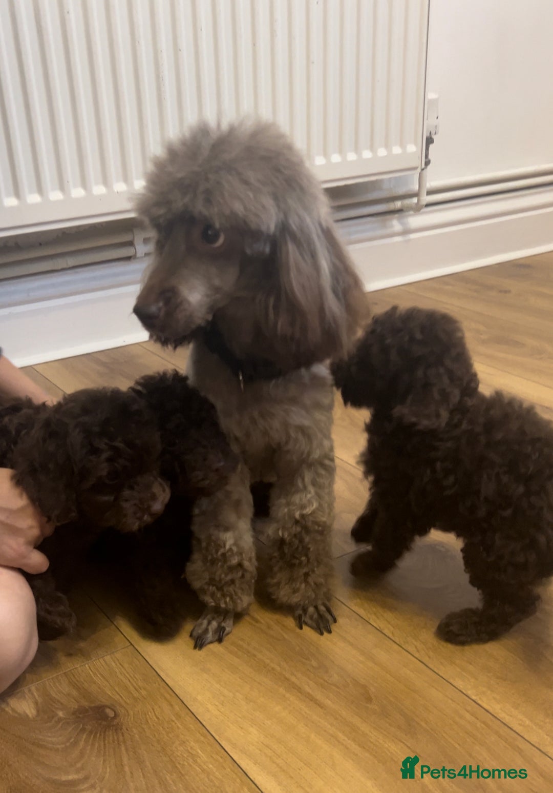 Cockapoo dogs for sale: Gorgeous F1B Cockapoo  - Image 3