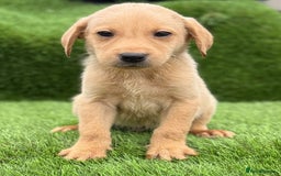 Labrador Retriever dogs for sale: Labrador pups  - Image 30