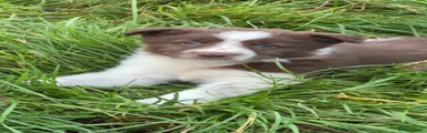 Border Collie 4