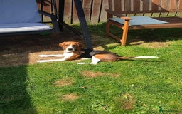 Beagle dogs for sale: Stunning Beagle girl  - Image 3