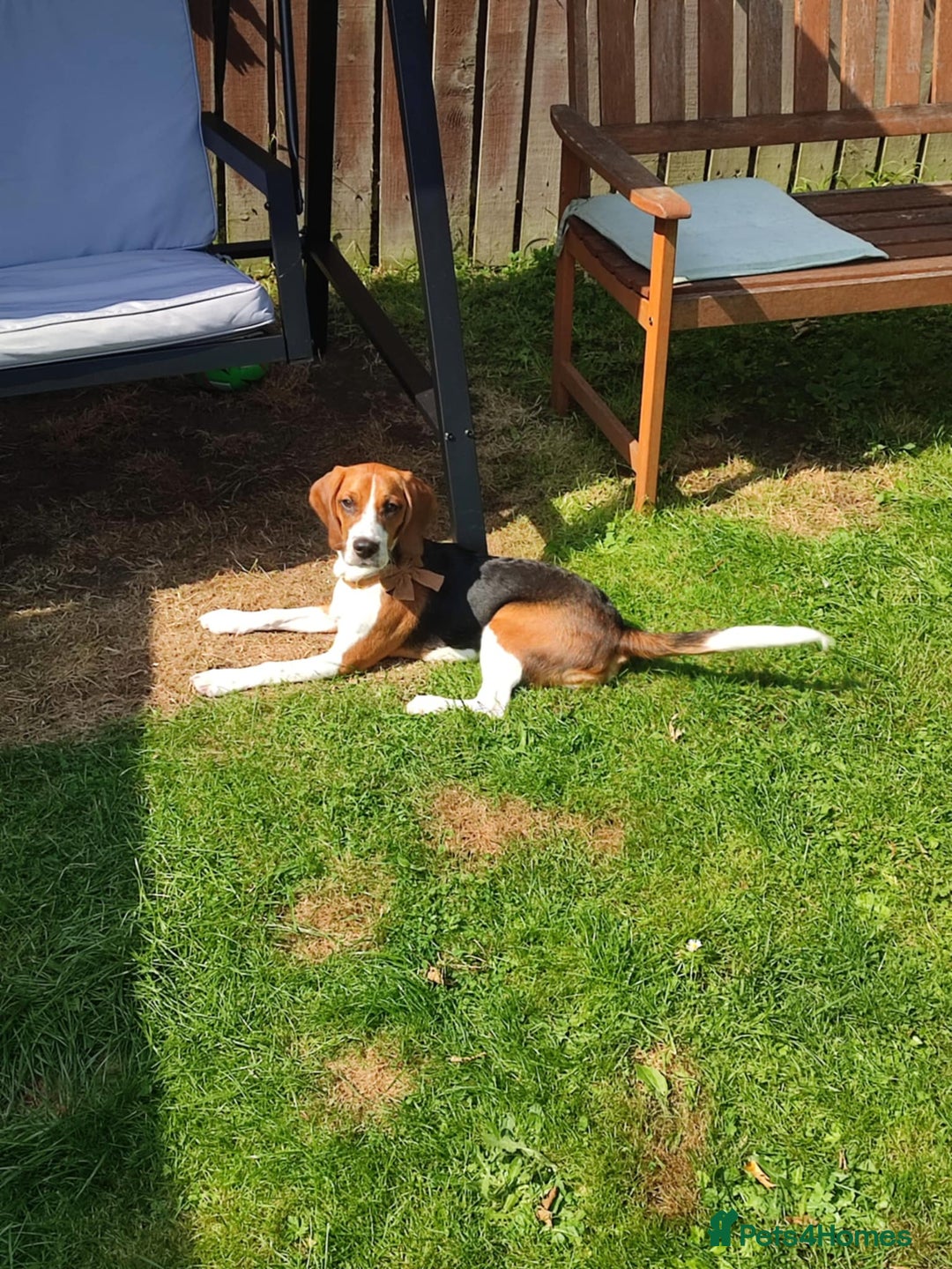 Beagle dogs for sale: Stunning Beagle girl  - Image 3