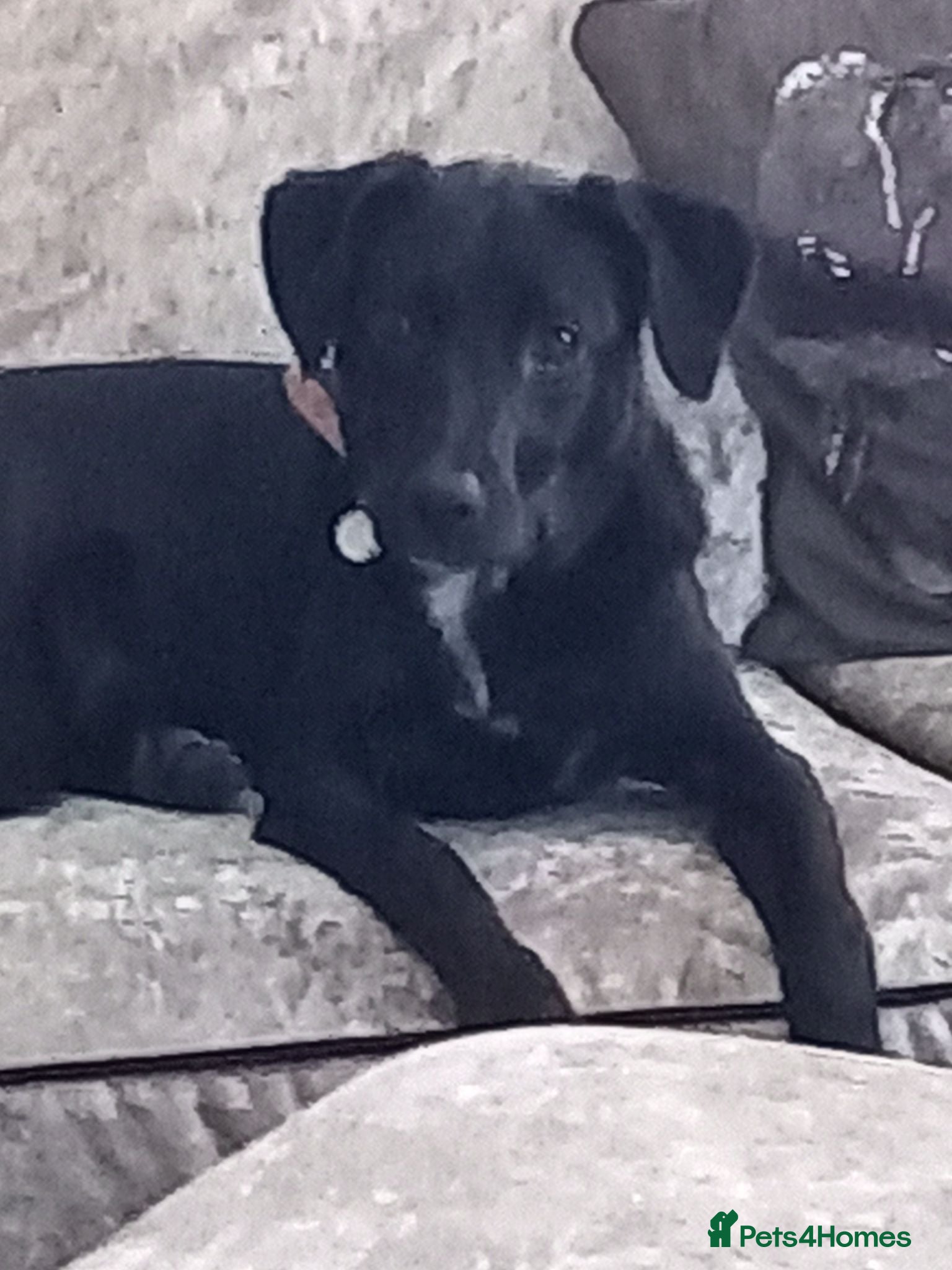 Mixed Breed dogs Marley - Advert 1