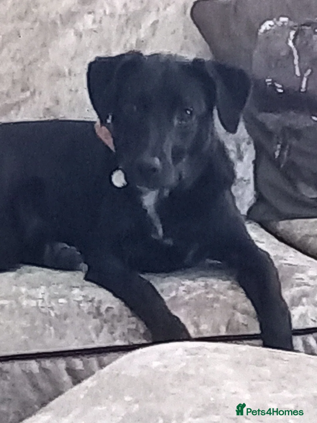 Mixed Breed dogs for sale: Marley in Falmouth - Advert 1
