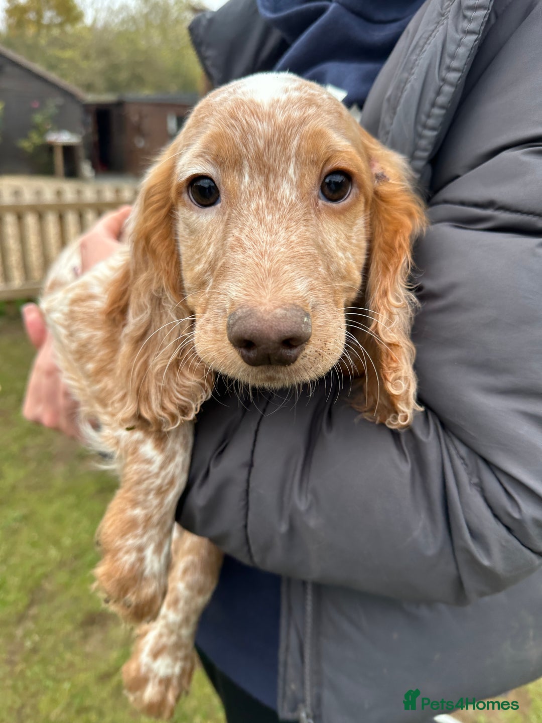 Cocker Spaniel dogs for sale: Working cocker spaniels puppies  - Image 12