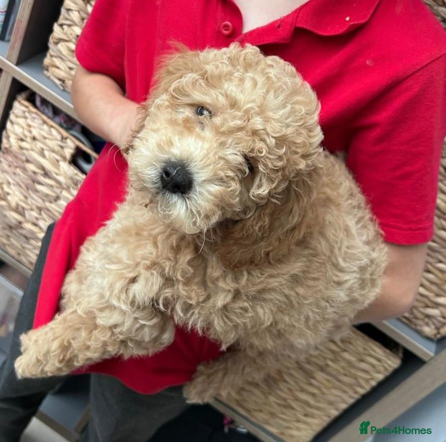 Mini Goldendoodle dogs  Minature Golden Doodles for sale 1 GIRL LEFT  - Advert 7