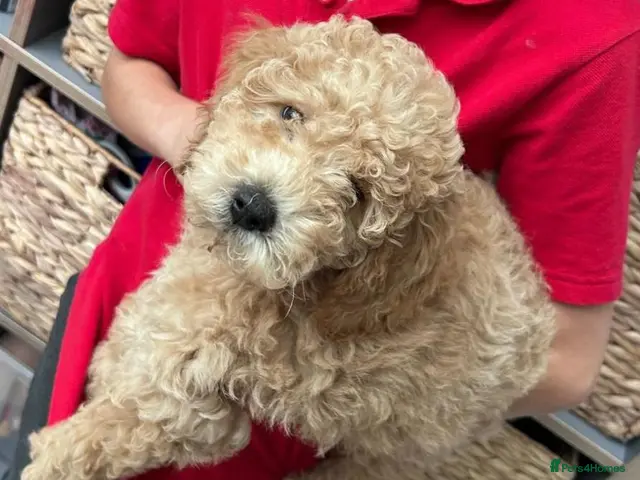 Mini Goldendoodle dogs Minature Golden Doodles for sale 1 GIRL LEFT - Advert 3