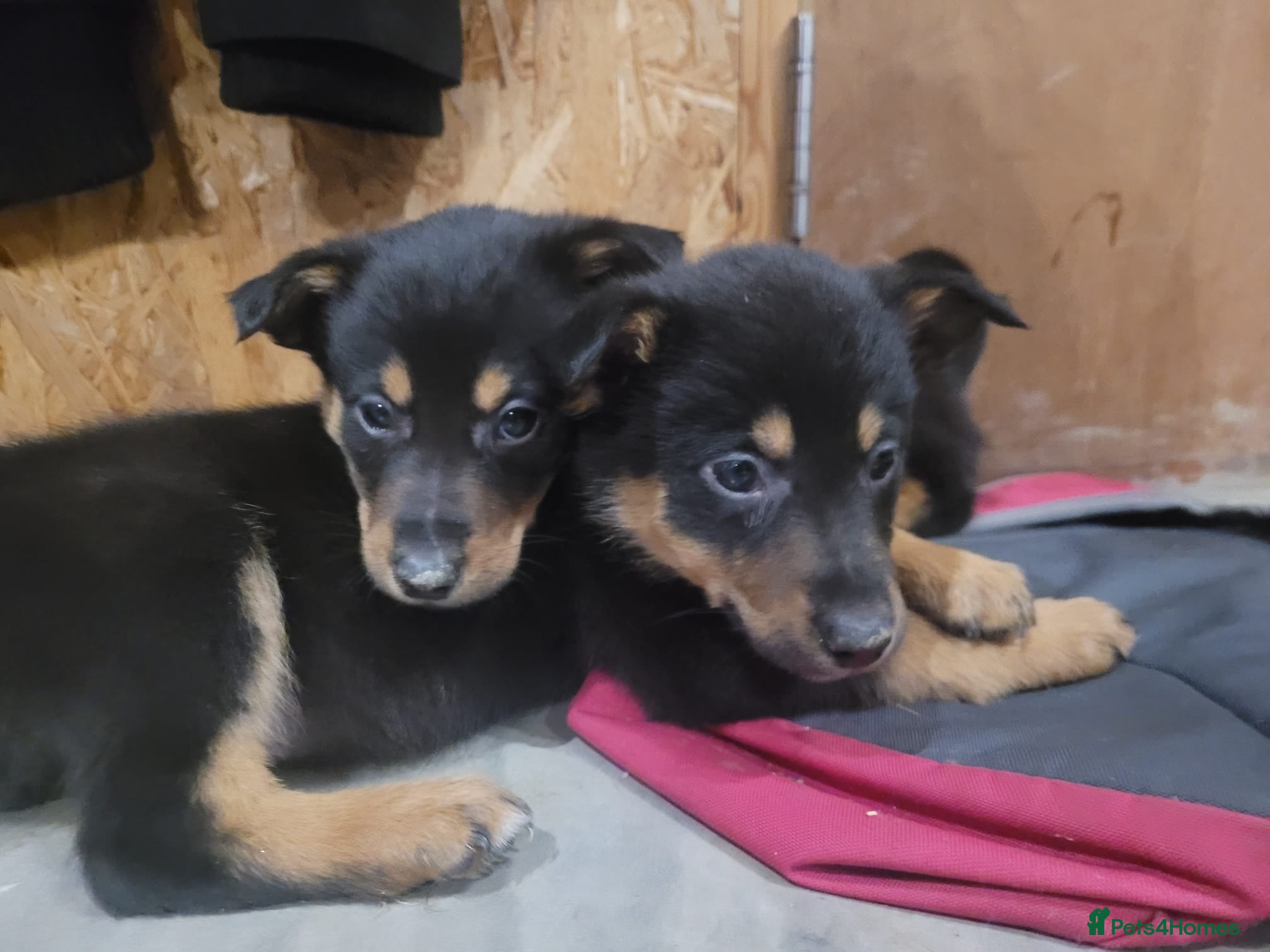 Mixed Breed dogs Beautiful Black & Tan and Brown & Tan Kelpie cross - Advert 16