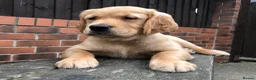 Golden Retriever dogs for sale: KC Reg Dark Red Golden Retriever-100% DNA Tested - Advert 37