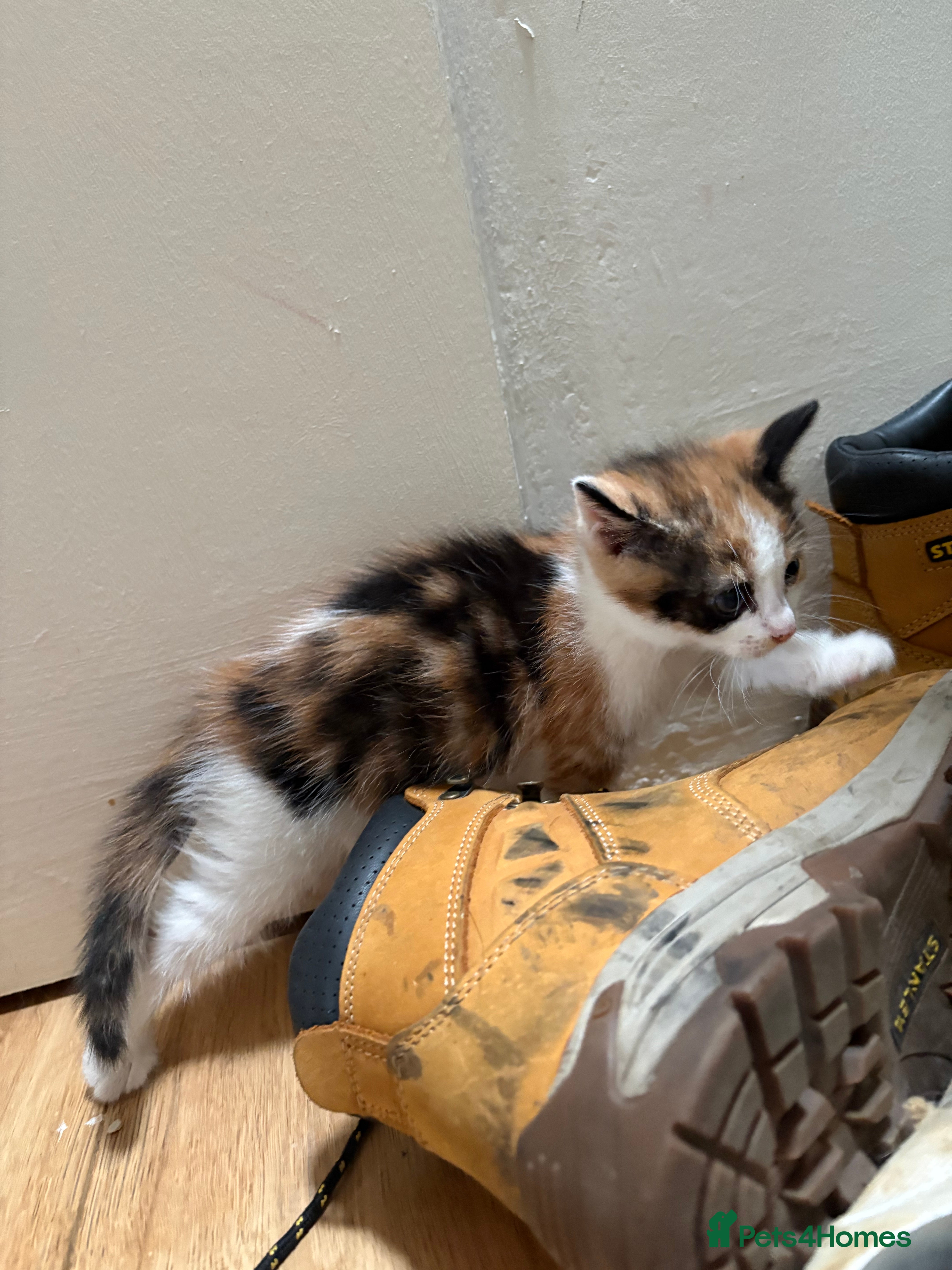 Mixed Breed cats for sale: Mixed breed fluffy kittens - Advert 2