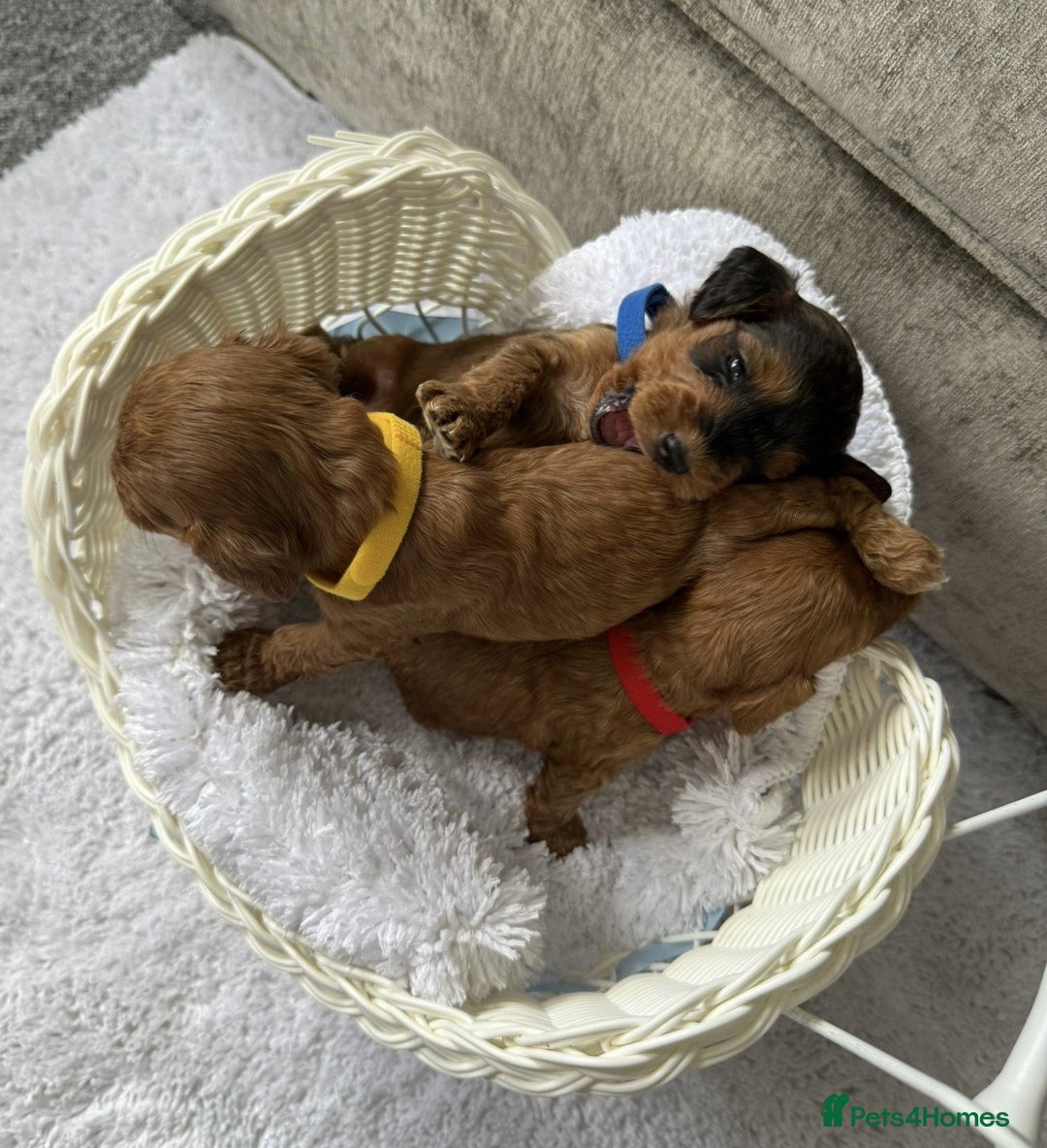 Cockapoo dogs for sale: 8 beautiful f1b cockapoo puppies - Image 4