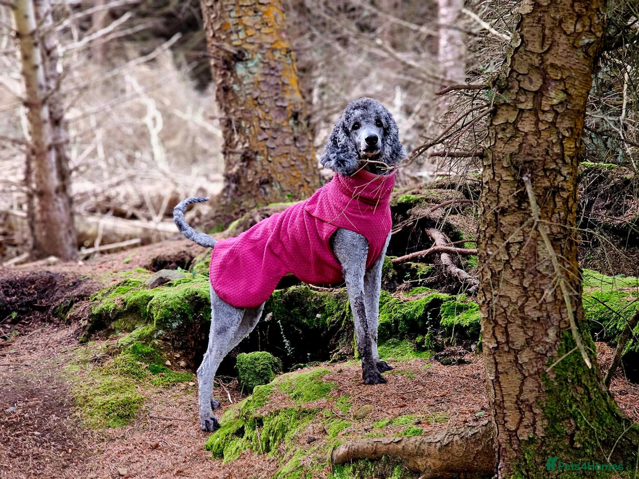 Poodle dogs Exceptional litter of Moyen Poodles  - Advert 1