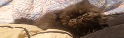Exotic cats for sale: The sweetest black female - Advert 4
