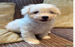 Maltipoo dogs for sale: Only 2 boy left Fully dna tested Maltipoos  - Image 2