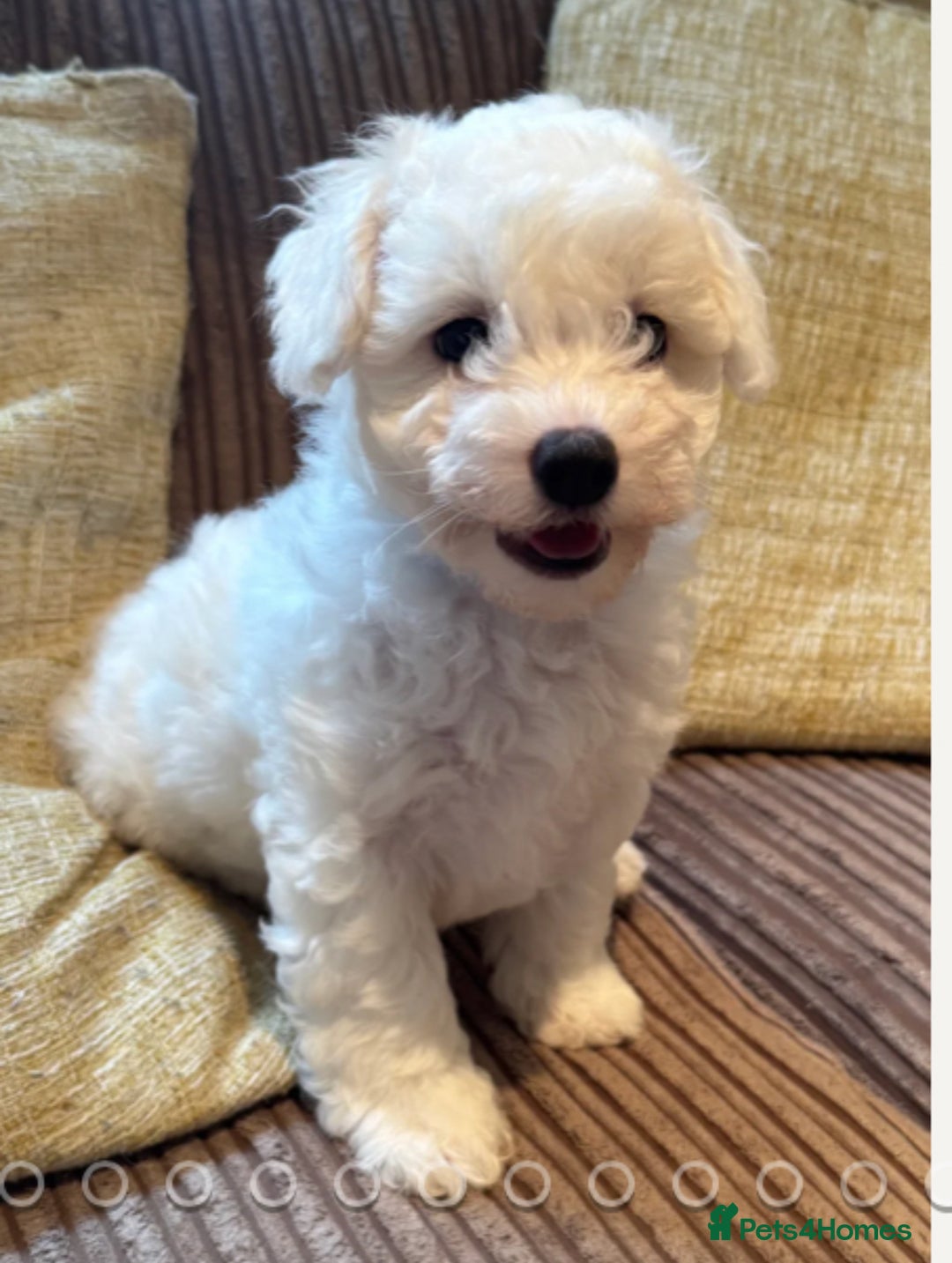Maltipoo dogs for sale: Only 2 boy left Fully dna tested Maltipoos  - Image 2