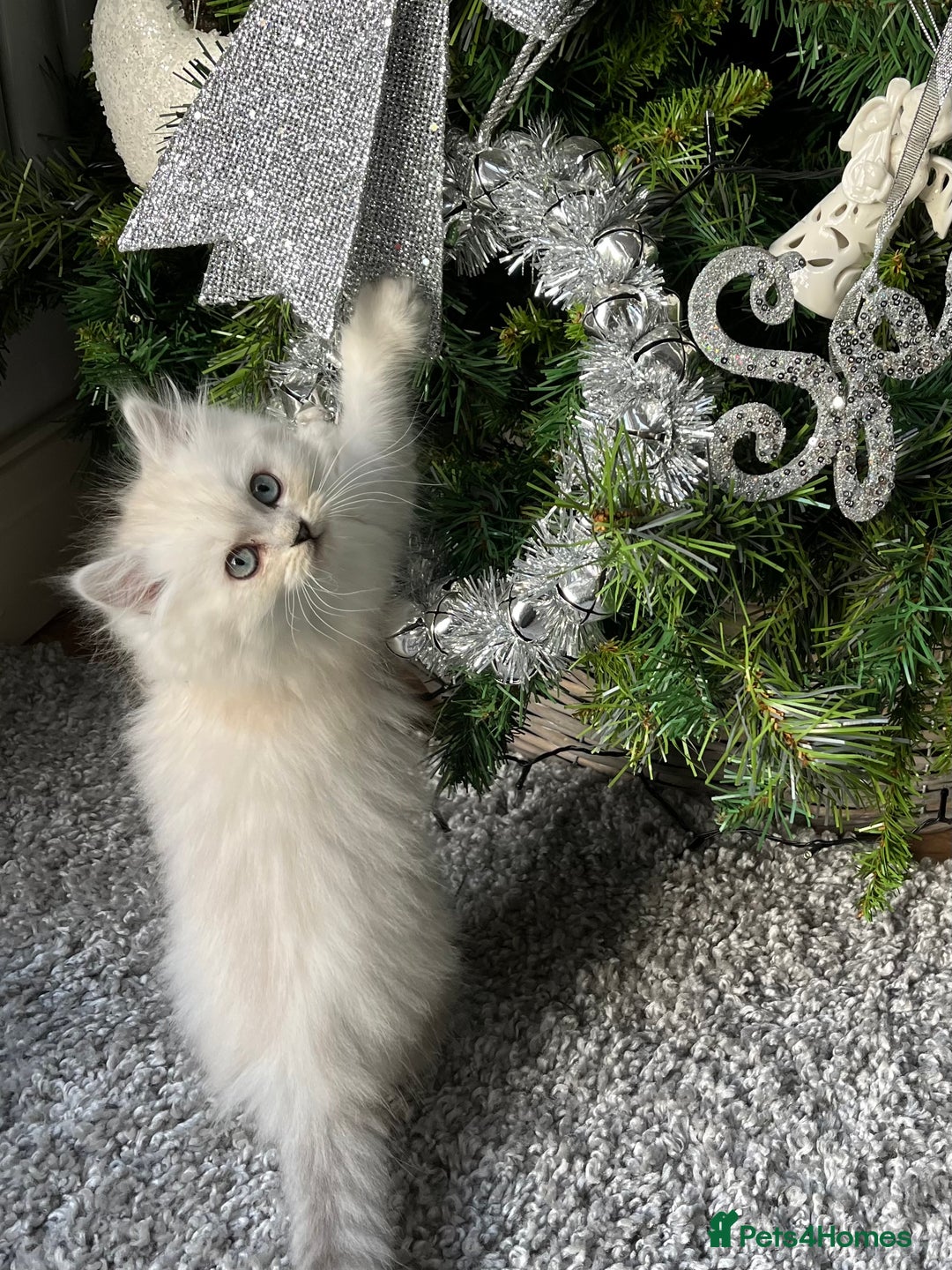 Persian cats for stud: 💕Simply Stunning Bailey💕PKD neg tested Persian  - Advert 4