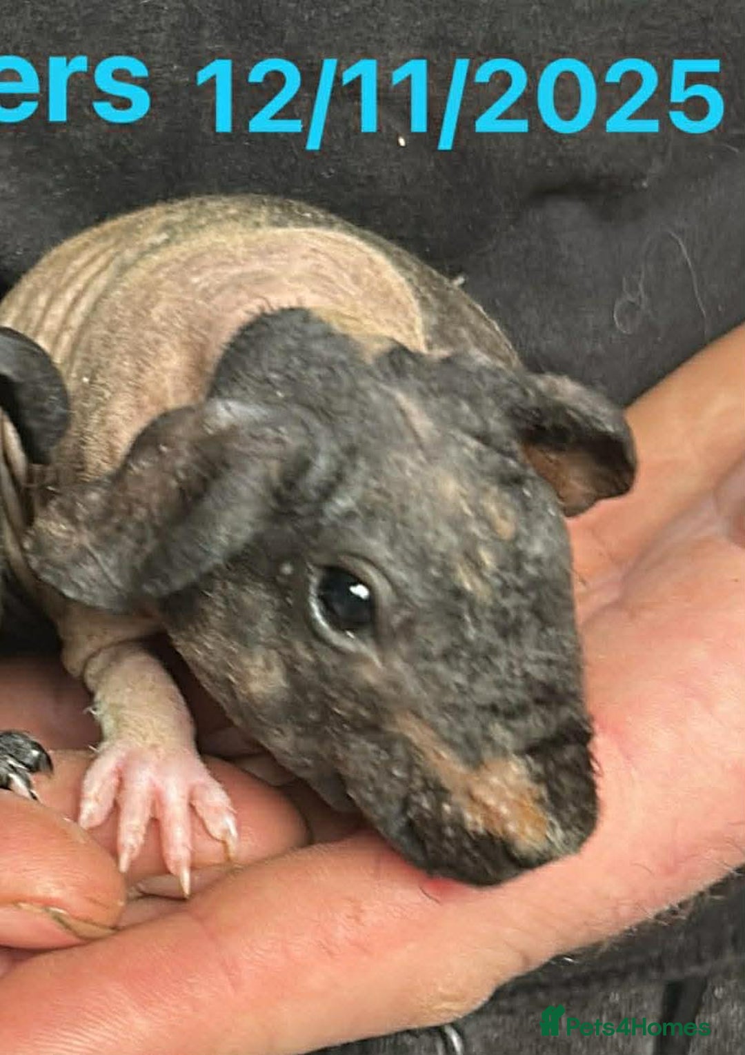 Guinea Pig rodents for sale: Skinny Pig/Werewolf Boars. Reserve Now.  - Advert 2