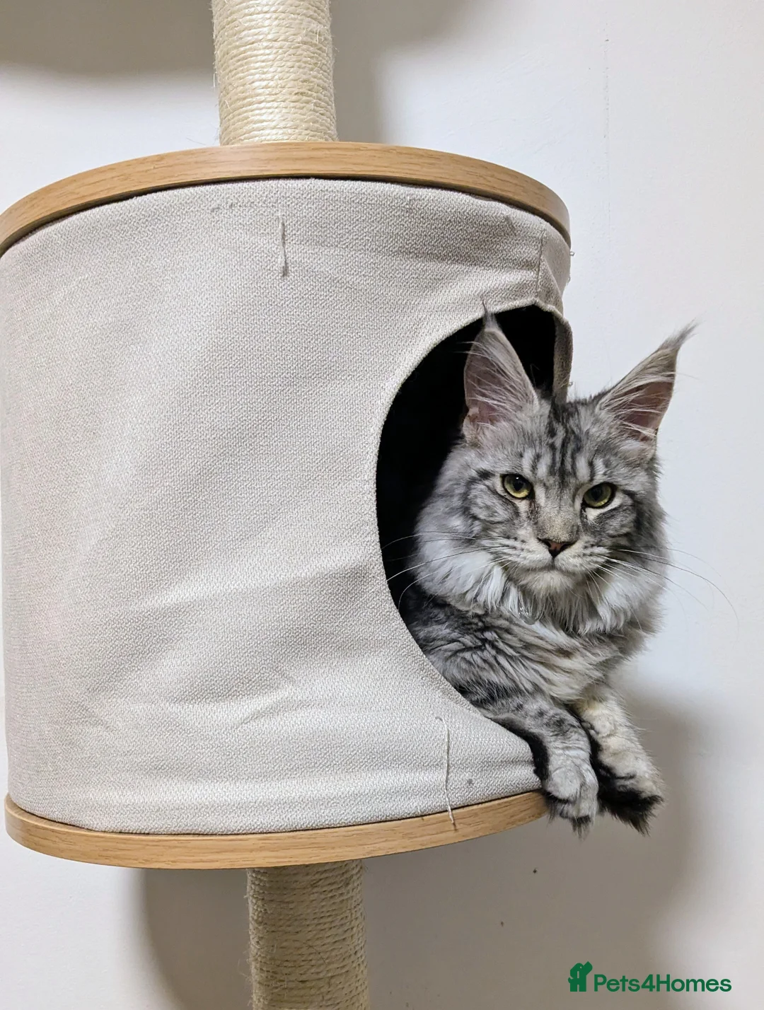 Maine Coon cats for sale: Champion Sired Maine Coon Kittens  TICA Registered in London - Advert 11