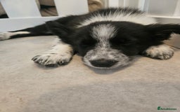 Border Collie dogs for sale: Stunning litter of blue merle border collies - Image 9