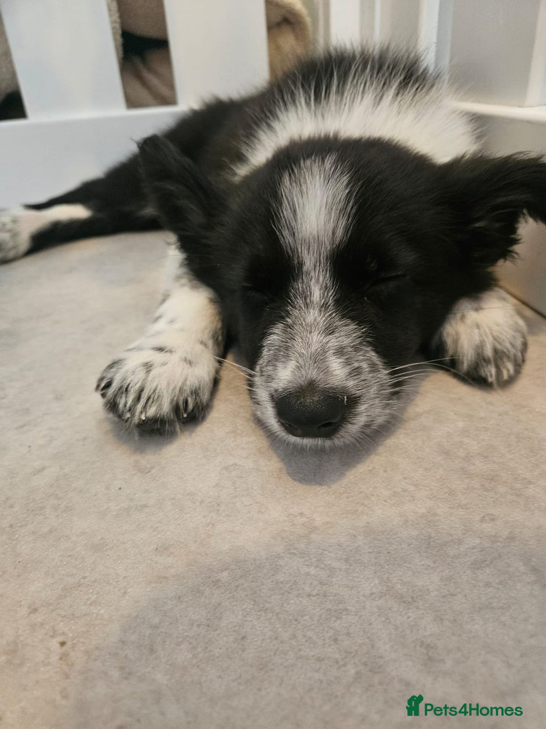 Border Collie dogs for sale: Stunning litter of blue merle border collies - Image 9