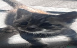 Mixed Breed cats for sale: 3 beautiful baby’s looking for their loving home  - Image 16