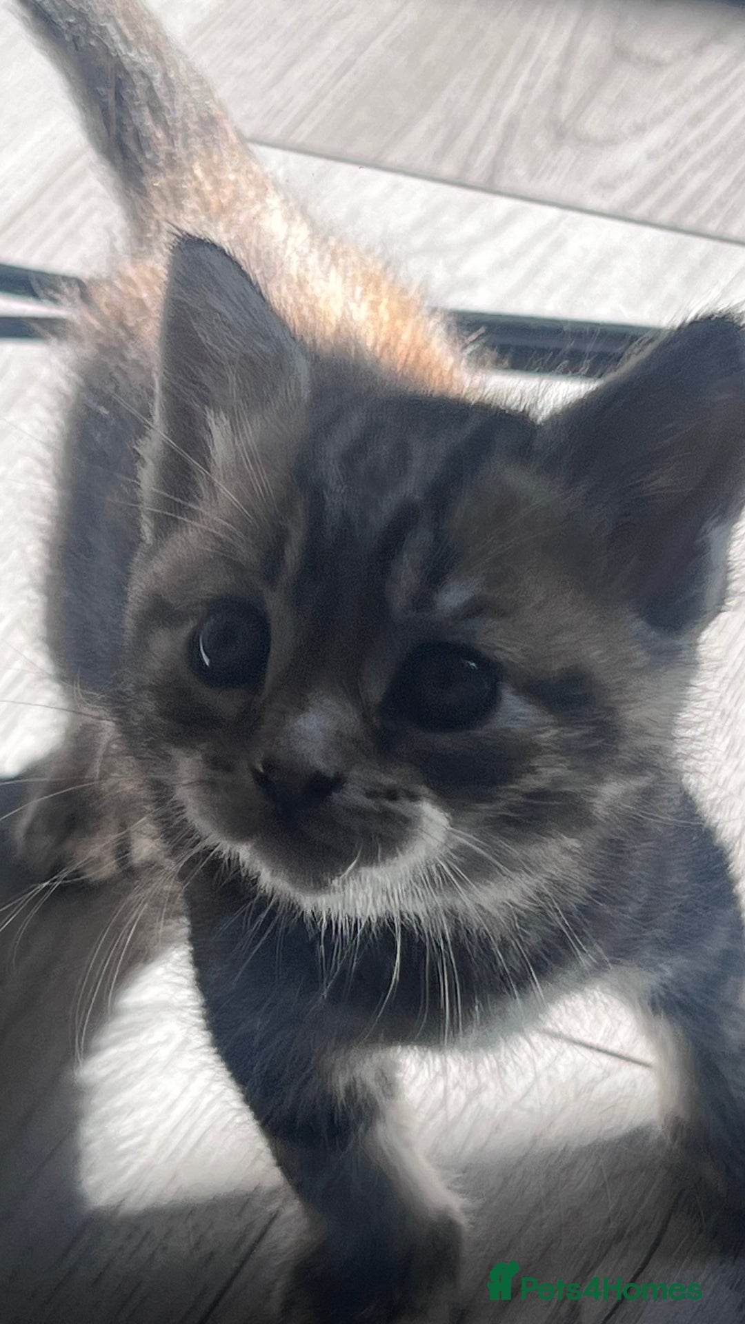 Mixed Breed cats for sale: 3 beautiful baby’s looking for their loving home  - Image 16
