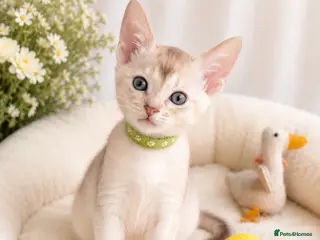 Abyssinian cats 🏆✨ Beautiful Silver Cinnamon Abyssinian ✨🏆❤️ - Advert 6