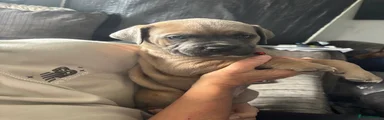 Cane Corso Puppy 1