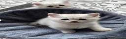 British Shorthair cats for sale: BEAUTIFUL BSH & BLH FEMALE KITTENS  - Advert 5