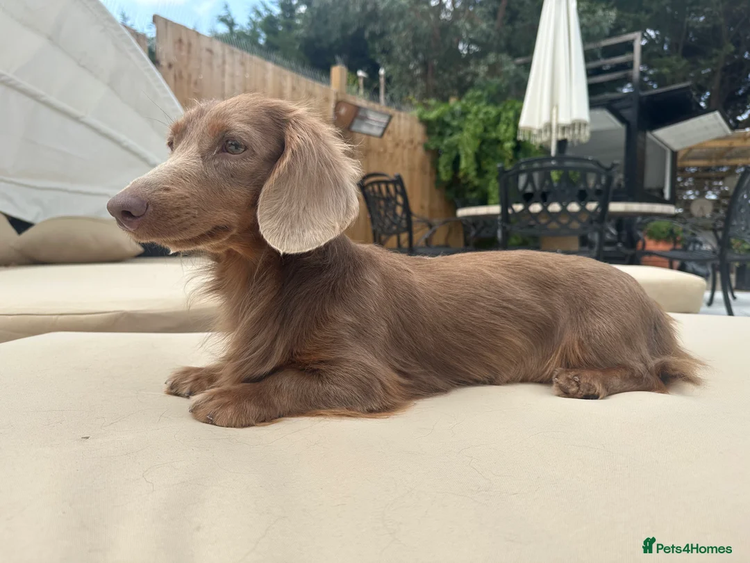 Miniature Dachshund dogs for stud: 👑✨💜PRIZE PRINCE OZZY💜✨👑 ISABELLA MINI ✨ - Advert 2