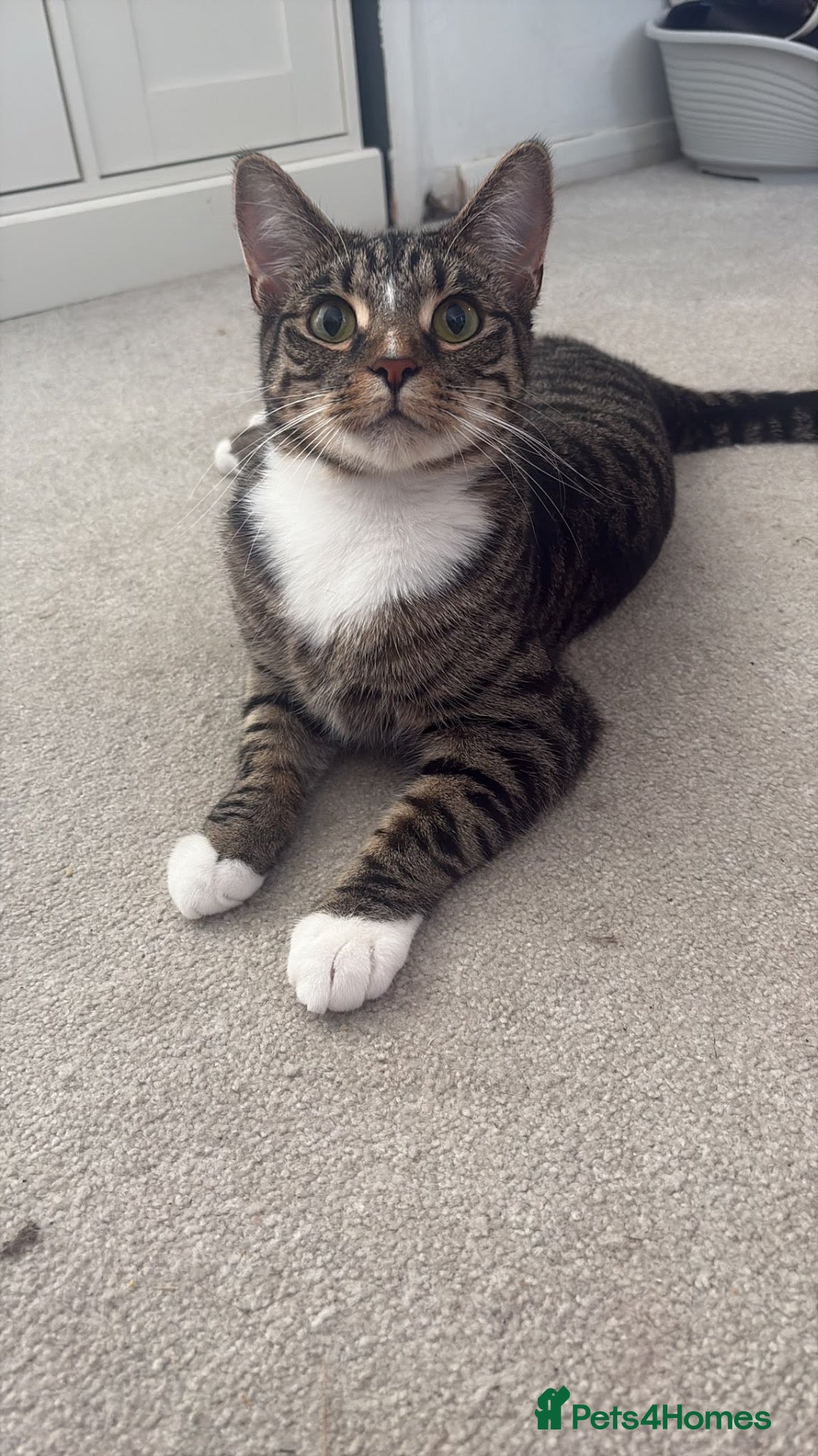 British Shorthair cats Free cats  - Advert 2