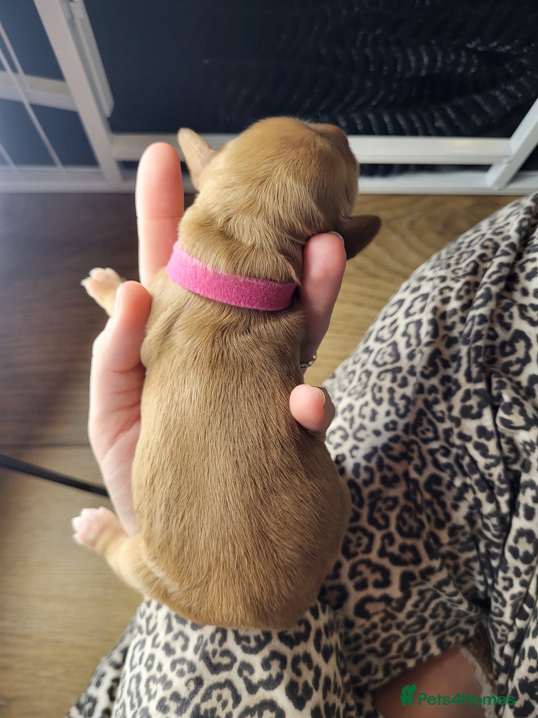 Cockapoo dogs for sale: 🐾 F1bb Red Cockapoo Puppies 🐾 - Advert 11