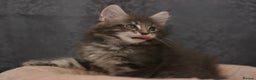 Maine Coon cats for sale: Mainecoon kittens TICA REGISTERED stunning - Advert 36