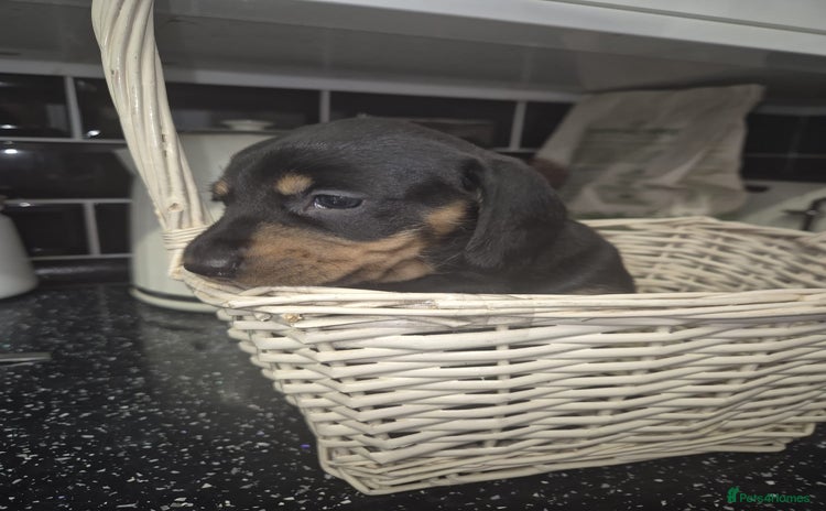 Dachshund dogs - Advert 1
