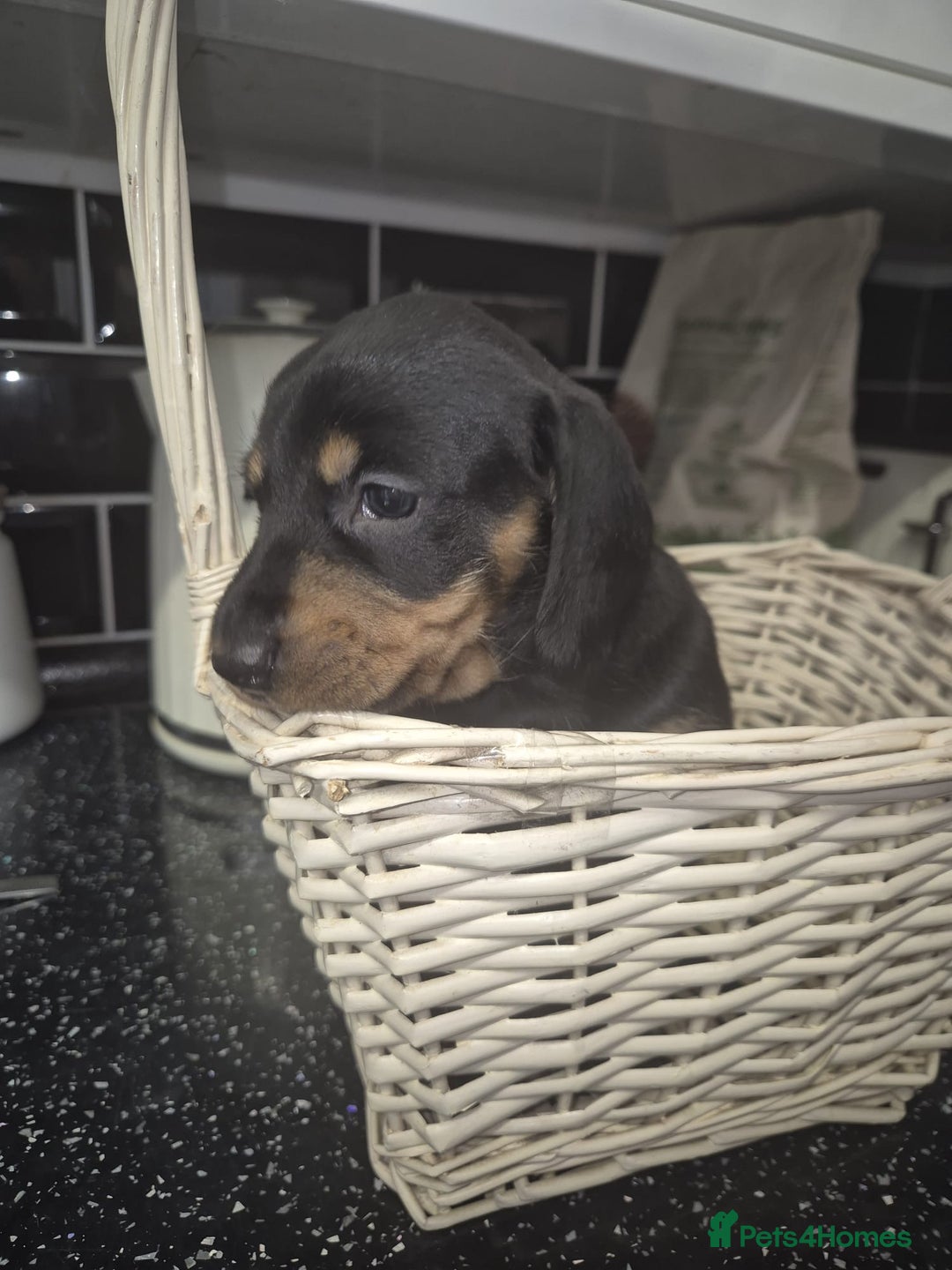 Dachshund dogs for sale: Standard dachshund's  - Image 15
