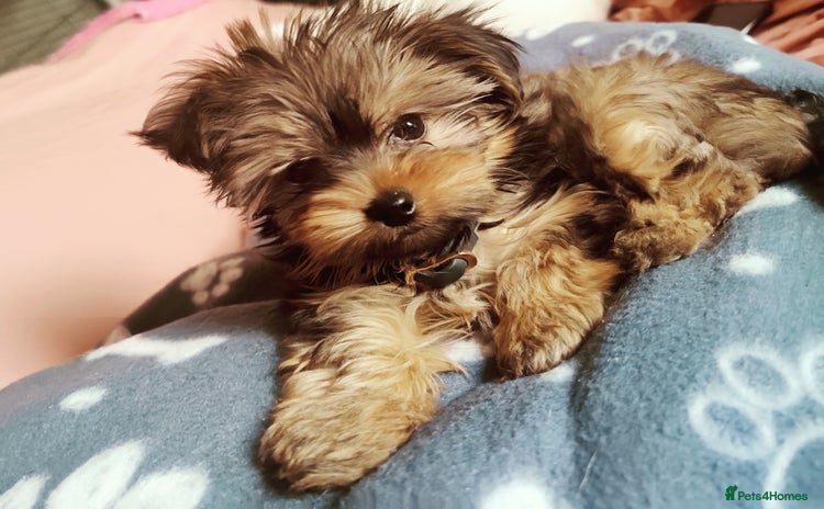 Yorkshire Terrier dogs - Advert 8