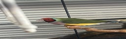 Finches birds for sale: Female gouldian finch  - Advert 1