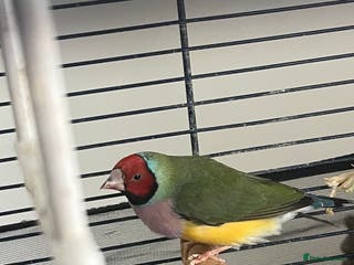 Finches birds Female gouldian finch - Advert 2