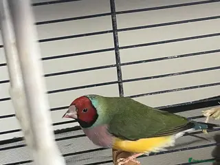 Finches birds Female gouldian finch - Advert 5