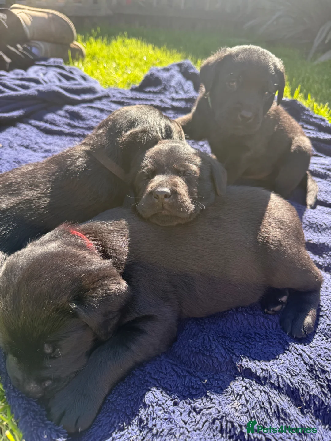 Labrador Retriever dogs for sale: Black Labrador puppies  - Advert 14