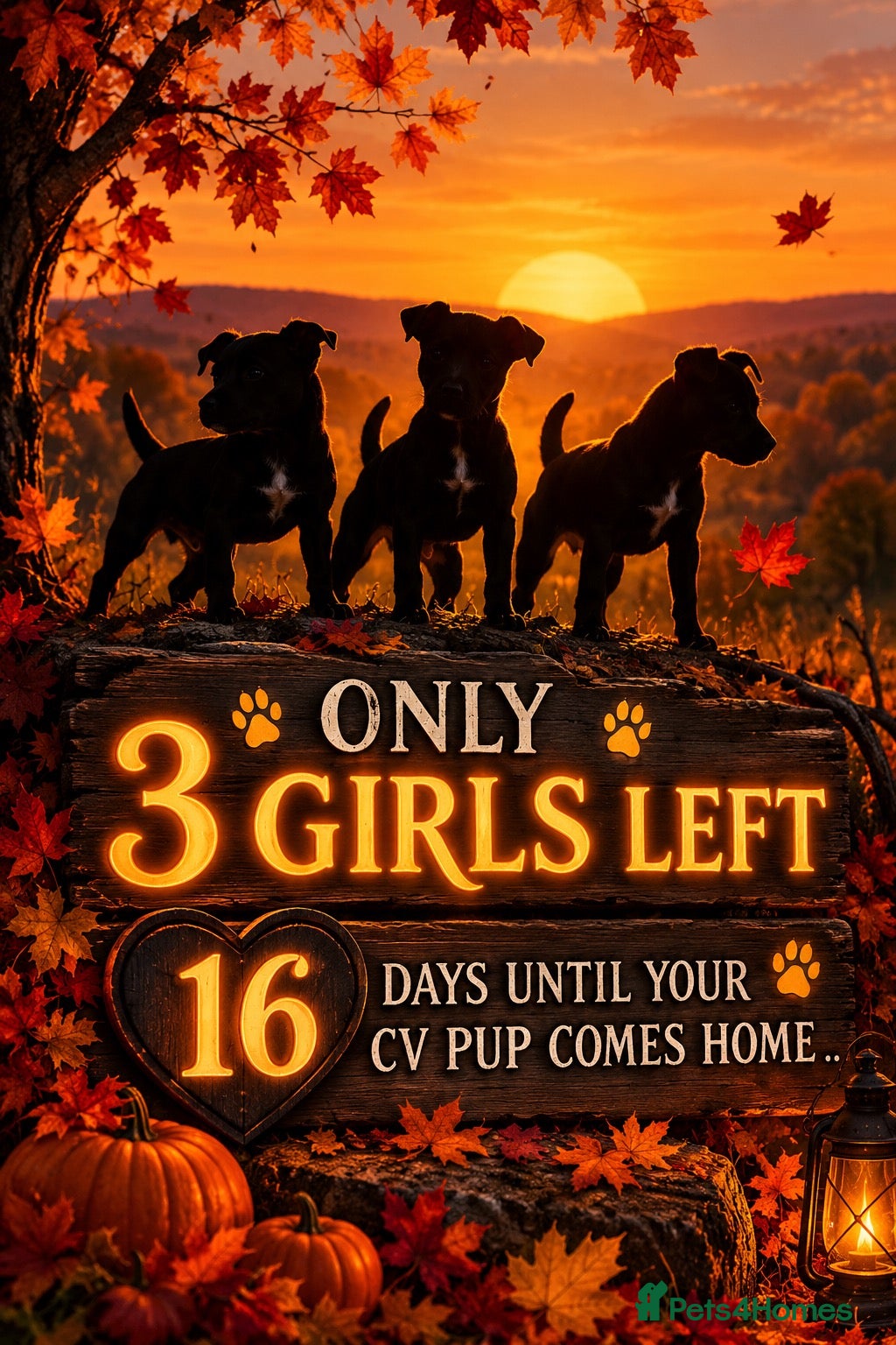 Patterdale Terrier dogs Stunning spooktacular Patterdale puppies  - Advert 2
