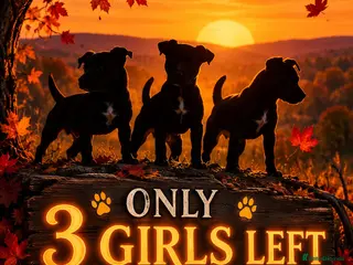 Patterdale Terrier dogs Stunning spooktacular Patterdale puppies - Advert 2